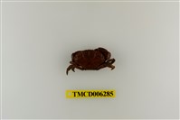 藏品(皺紋團扇蟹)的圖片